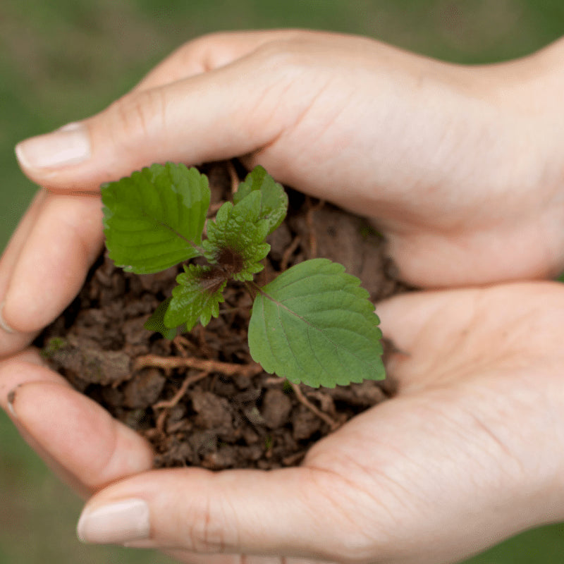 2019 - Our Journey & Milestones