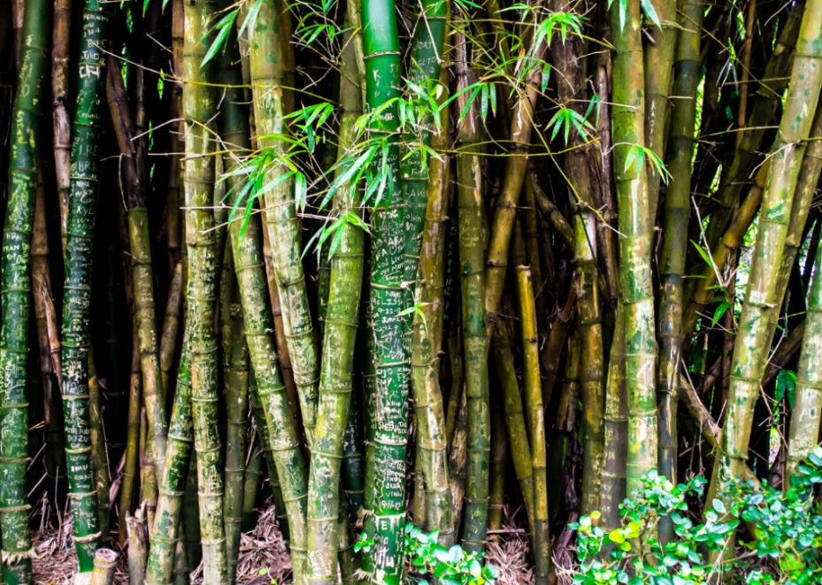 All about the Renew Bamboo Exfoliator