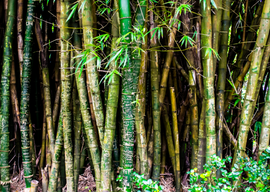 Bamboo for Home Decor or Bamboo for Skin Care?